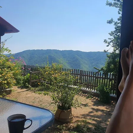 Morchella Mushroom *